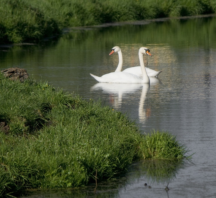 Holland 04-2014 ---20140426_0065 Kopie.jpg - Angekommen in dem kleinen Ort Wouzdrichem.